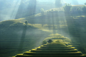 Rice terraces - Image Sans Frontière