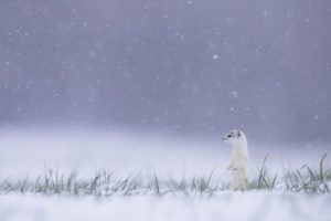 La belle sous les flocons - Fabien Gréban