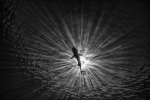 OMBRE ET LUMIÈRE - Vincent Truchet
