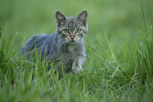 Chat forestier - E Roger et F Dupont
