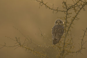 Hibou des marais - Thierry Lebert