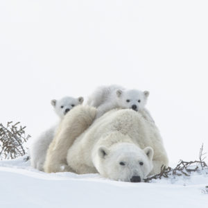 Wapusk - Ours Polaires - Bruno et Dorota Sénéchal
