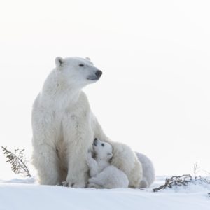 Wapusk - Ours Polaires - Bruno et Dorota Sénéchal