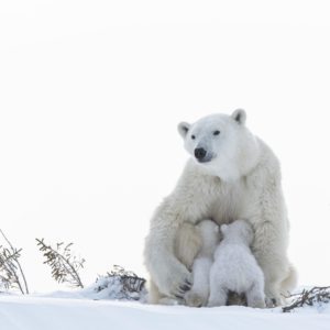 Wapusk - Ours Polaires - Bruno et Dorota Sénéchal