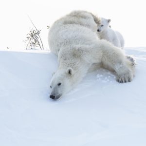 Wapusk - Ours Polaires - Bruno et Dorota Sénéchal