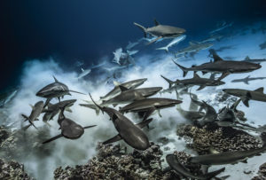 requins sur le fond - laurent ballesta