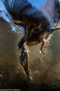 Chasse sous marine - Balança Erwan