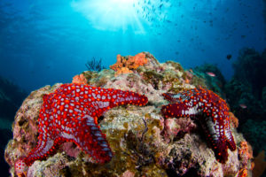 Etoiles de mer à cornes rouges - Patrick Désormais