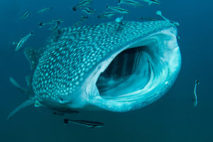 Requin baleine - Patrick Désormais