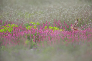 Au coeur du rose - © Ph Moës