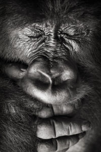 Coup de fatigue - S.Meys