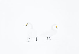 Cygnes chanteurs - Jean-Michel Lenoir