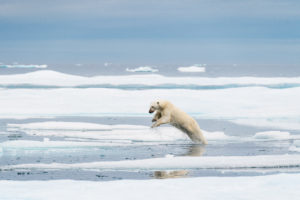 Le saut de l'ours polaire - Florian Ledoux