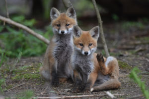 Renardeaux - ©Audren Morel