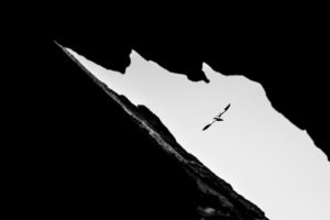 Fou de Bassan - ©Marc Tisseau