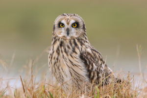 Hibou des marais - ©Theo Parmentier