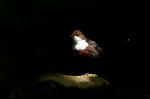 Sous les projecteurs - luca melcarne