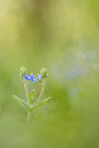 Blue twins - Florine Menetrey