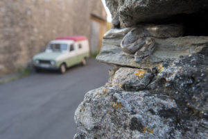 Into the town (Coronella girondica) - M.Briola - Regard du Vivant