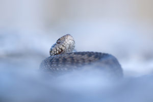 Nuage de provence (Vipera ursinii) - M.Briola - Regard du Vivant
