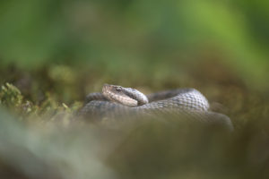 Aspic en herbe (Vipera aspis) - M.Briola - Regard du Vivant