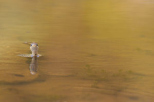 Fugace est la nymphe (Natrix natrix) - M.Briola - Regard du Vivant