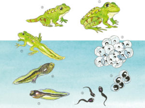 Le cycle des grenouilles - E.Pops