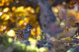 Gelinotte aux couleurs d'automne - Jean GUILLET