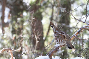 Gelinotte en hiver - Jean GUILLET