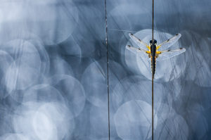 Les quatre points... - Christian GUERDER