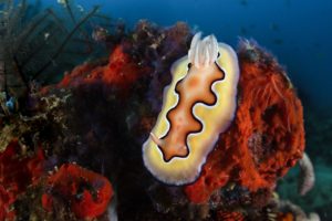 Nudibranche sur le récif, baie de Triton - Magnus Lundgren