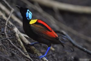 Paradisier républicain, Waigeo - Staffan Widstrand