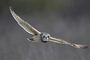 Hibou des marais - Lebert-Bossay photographes