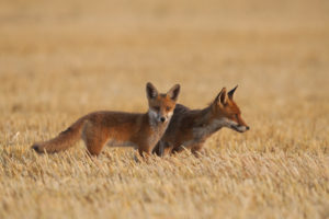 Renarde et renardeau - Lebert-Bossay photographes