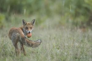 Renard - Antony Garcia