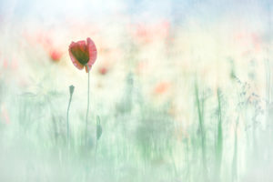 ... - Bastien Riu