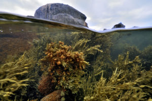 Granit rouge de l'île de Bréhat, un refuge pour la biodiversité - © Xavier Desmier