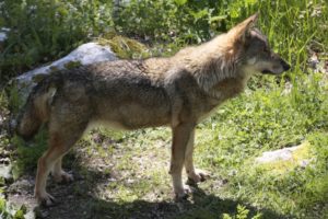 loup des abruzzes - Philippe RUSSO