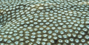 10 centimètres de corail au Vanuatu. 55 photographies, 55mm, f : 5,6. -