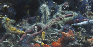 Ophiures, éponges et coraux. Caraïbes, 62 photographies; 55mm, f : 5,6. -