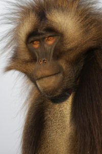 Le singe lion - Patrick Kientz