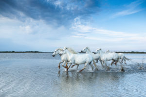 Chevaux Camargue dans l'étang - Cécile DOMENS