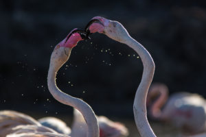 Flamants roses en Camargue, prise de bec - Cécile DOMENS