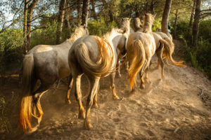 Chevaux Camargue sous la pinède - Cécile DOMENS