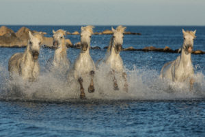 Chevaux Camargue en liberté dans la mer - Cécile DOMENS