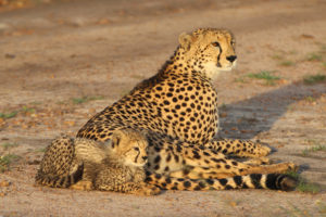 Mère et fille - Cheetah For Ever