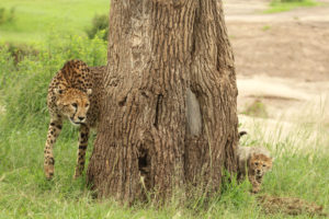 Jeux de guépards - Cheetah For Ever