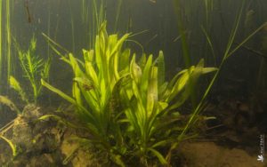 Plantes aquatiques - FFAL