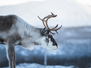 Exemple: OM-D_E-M1 MarkII et le M.Zuiko 40-150mm 1:2.8 Pro - Olympus Marvin Kuhr @kuhrmarvin