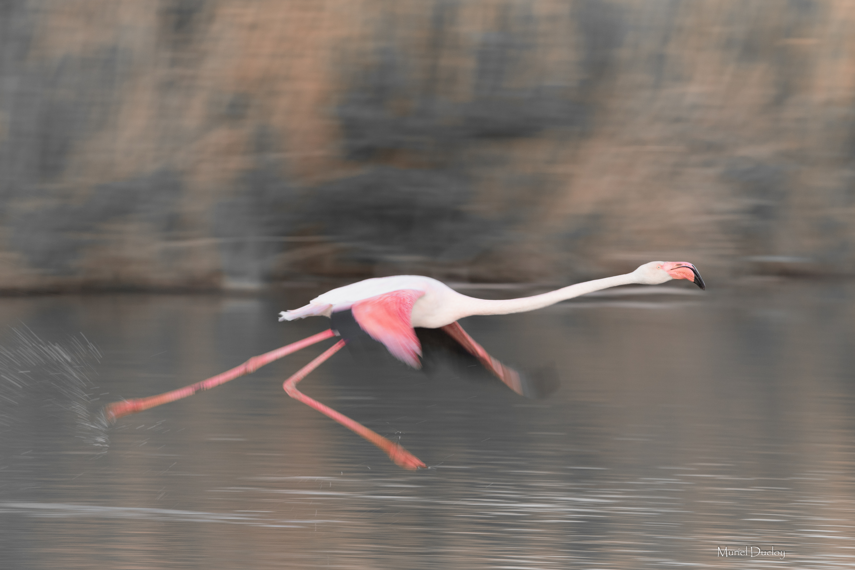Vagabondage Animalier - Flamant Rose en Camargue - Muriel Ducloy